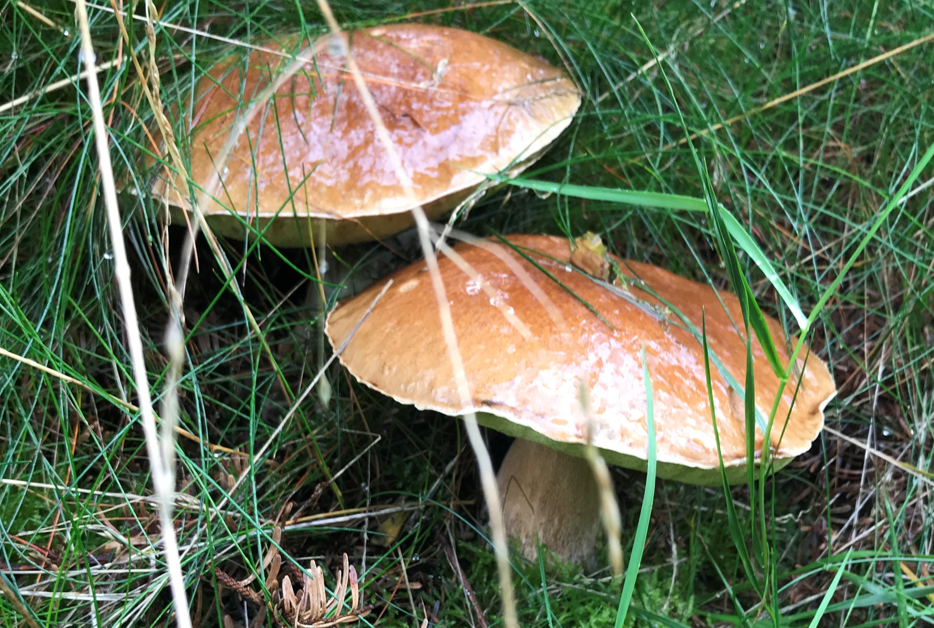 Karl Johan livet på gården