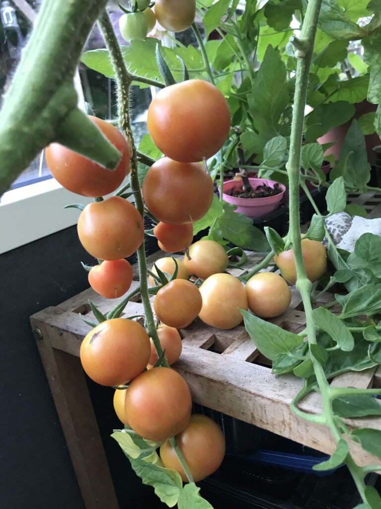 vintertomat ponderosa i slutningen af september