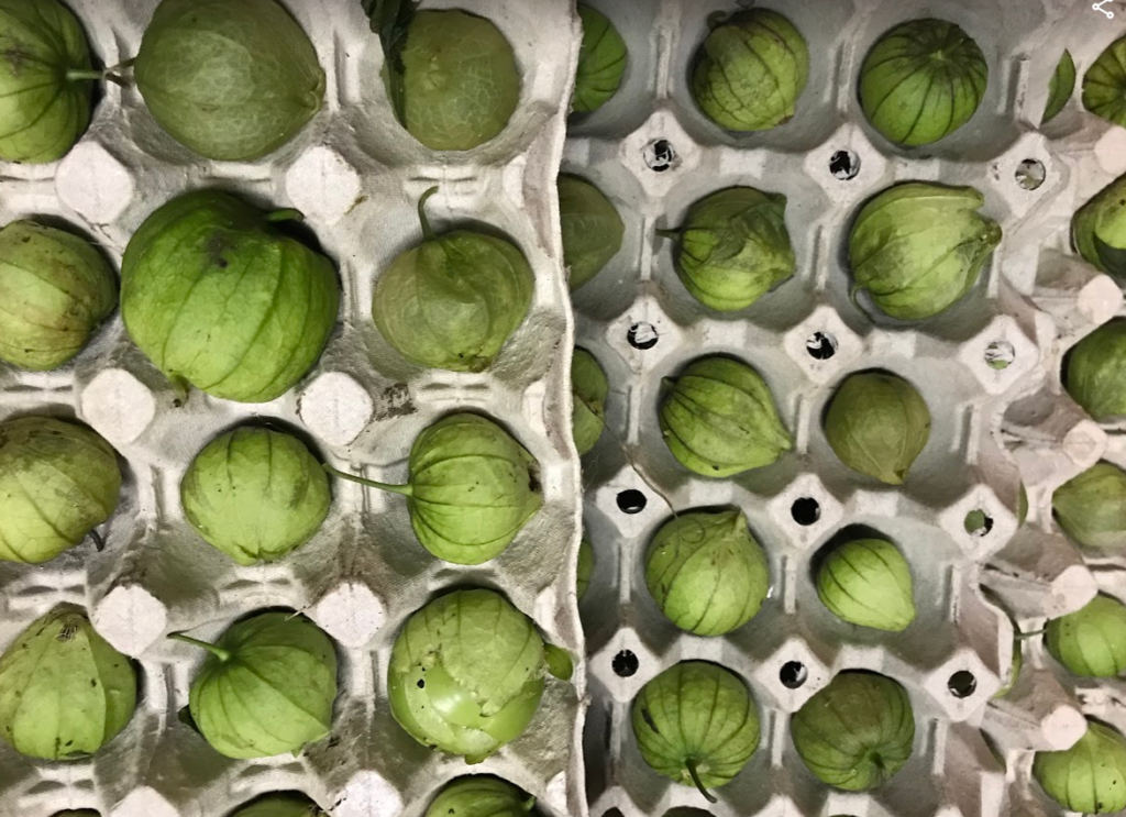 Den første frost livet på gården